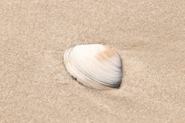 Issız beyaz deniz kabuğu kaba, açık kahverengi kum üzerinde dinleniyor. Doğal dokuları ve sakin bir havası olan basit bir sahil sahnesi..