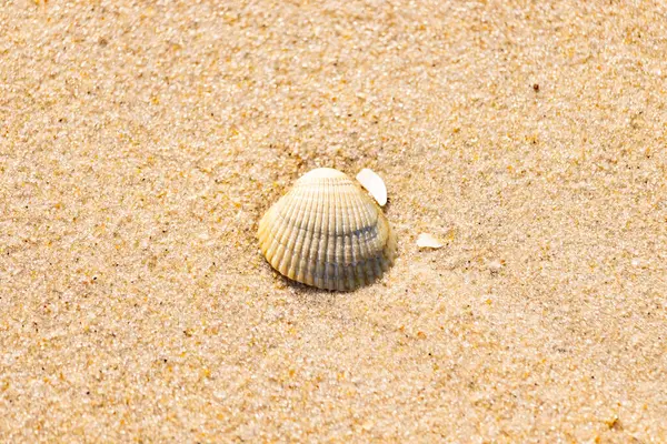 Kabuklu midye kabuğu kaba kumun üzerinde bulunur, muhtemelen bir midye, dinokardiyum robüstum, ya da Trachykardiyum. Yakınlarda küçük beyaz bir kabuk parçası var..