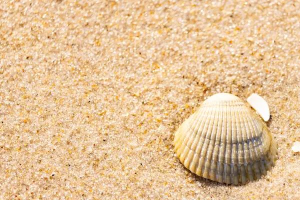 Kabuklu midye kabuğu kaba kumun üzerinde bulunur, muhtemelen bir midye, dinokardiyum robüstum, ya da Trachykardiyum. Yakınlarda küçük beyaz bir kabuk parçası var..