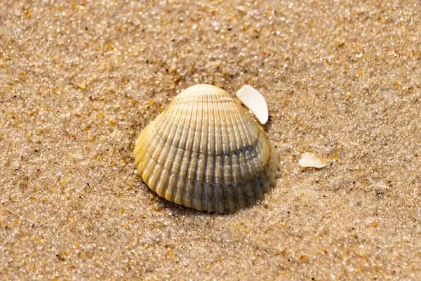 Kabuklu midye kabuğu kaba kumun üzerinde bulunur, muhtemelen bir midye, dinokardiyum robüstum, ya da Trachykardiyum. Yakınlarda küçük beyaz bir kabuk parçası var..