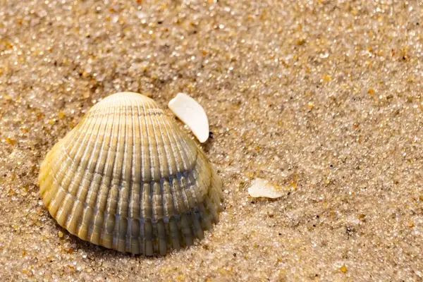 Kabuklu midye kabuğu kaba kumun üzerinde bulunur, muhtemelen bir midye, dinokardiyum robüstum, ya da Trachykardiyum. Yakınlarda küçük beyaz bir kabuk parçası var..