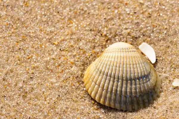 Kabuklu midye kabuğu kaba kumun üzerinde bulunur, muhtemelen bir midye, dinokardiyum robüstum, ya da Trachykardiyum. Yakınlarda küçük beyaz bir kabuk parçası var..