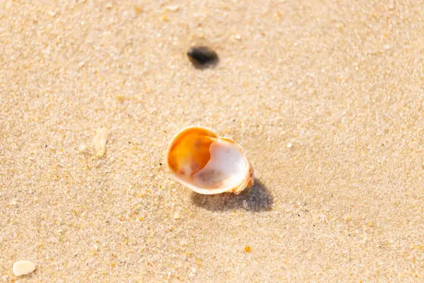 Turuncu ve beyaz bir salyangoz kabuğu (muhtemelen bir Naticius veya Polinices türü) kaba, güneşte ıslanmış kum üzerinde bulunur. Plaj bul.