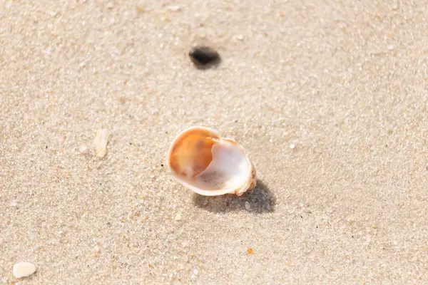 Turuncu ve beyaz bir salyangoz kabuğu (muhtemelen bir Naticius veya Polinices türü) kaba, güneşte ıslanmış kum üzerinde bulunur. Plaj bul.