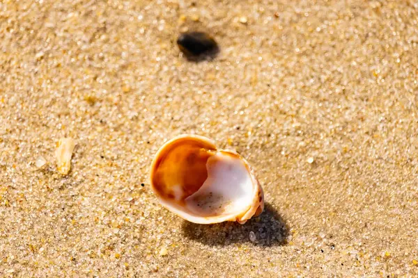 Turuncu ve beyaz bir salyangoz kabuğu (muhtemelen bir Naticius veya Polinices türü) kaba, güneşte ıslanmış kum üzerinde bulunur. Plaj bul.