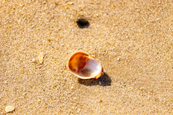 Turuncu ve beyaz bir salyangoz kabuğu (muhtemelen bir Naticius veya Polinices türü) kaba, güneşte ıslanmış kum üzerinde bulunur. Plaj bul.
