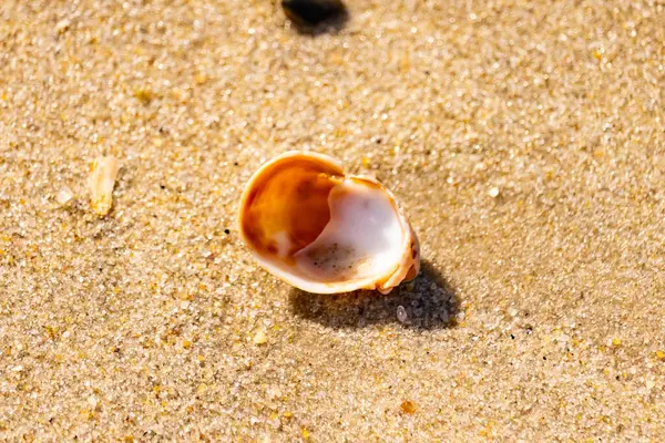 Turuncu ve beyaz bir salyangoz kabuğu (muhtemelen bir Naticius veya Polinices türü) kaba, güneşte ıslanmış kum üzerinde bulunur. Plaj bul.