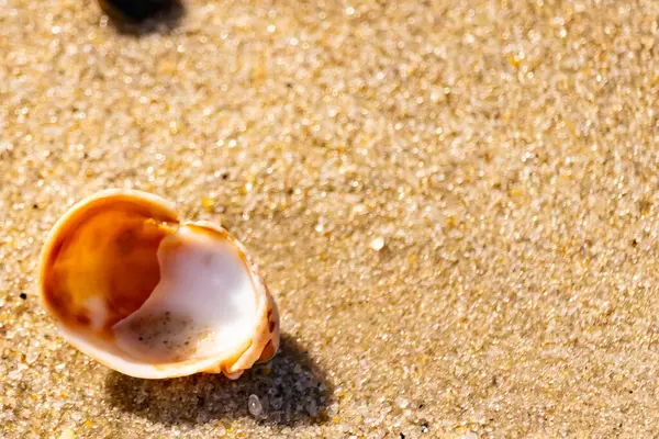 Turuncu ve beyaz bir salyangoz kabuğu (muhtemelen bir Naticius veya Polinices türü) kaba, güneşte ıslanmış kum üzerinde bulunur. Plaj bul.