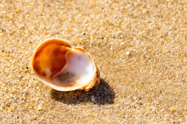 Turuncu ve beyaz bir salyangoz kabuğu (muhtemelen bir Naticius veya Polinices türü) kaba, güneşte ıslanmış kum üzerinde bulunur. Plaj bul.