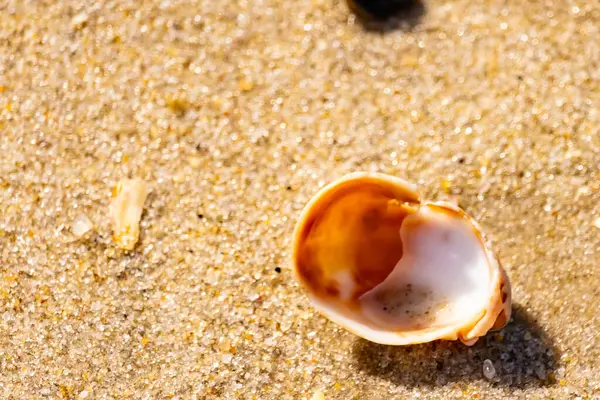 Turuncu ve beyaz bir salyangoz kabuğu (muhtemelen bir Naticius veya Polinices türü) kaba, güneşte ıslanmış kum üzerinde bulunur. Plaj bul.