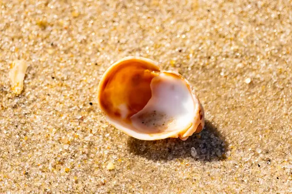 Turuncu ve beyaz bir salyangoz kabuğu (muhtemelen bir Naticius veya Polinices türü) kaba, güneşte ıslanmış kum üzerinde bulunur. Plaj bul.