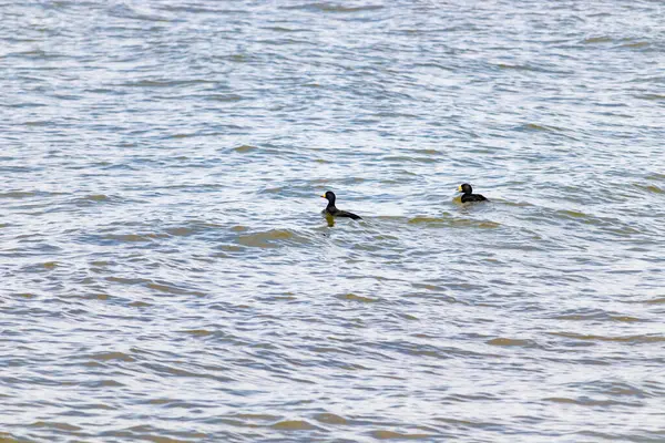 İki ördek, muhtemelen sıradan ya da siyah İskoçlar, bu doğal sahnede dalgalı sularda yüzerler. Koyu tüyleri suyun yüzeyiyle çelişir..