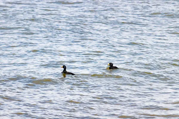 İki ördek, muhtemelen sıradan ya da siyah İskoçlar, bu doğal sahnede dalgalı sularda yüzerler. Koyu tüyleri suyun yüzeyiyle çelişir..