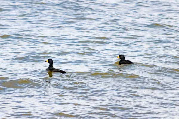 İki ördek, muhtemelen sıradan ya da siyah İskoçlar, bu doğal sahnede dalgalı sularda yüzerler. Koyu tüyleri suyun yüzeyiyle çelişir..