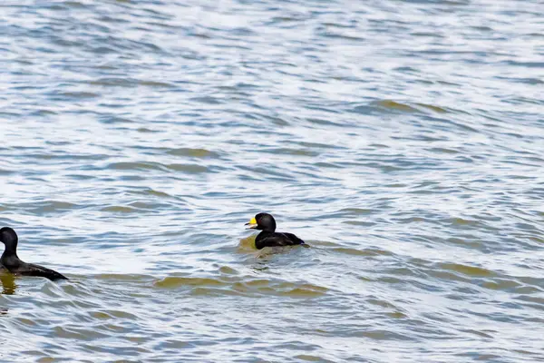 İki ördek, muhtemelen sıradan ya da siyah İskoçlar, bu doğal sahnede dalgalı sularda yüzerler. Koyu tüyleri suyun yüzeyiyle çelişir..