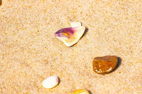 Mor ve turuncu renkli canlı deniz kabuğu desenli kumlu deniz tabanına bağlıdır. Bu sualtı sahnesinde daha küçük, kahverengi bir kabuk var..