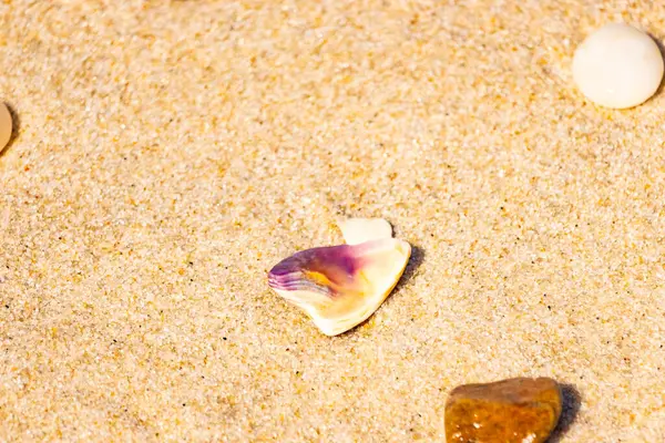 Mor ve turuncu renkli canlı deniz kabuğu desenli kumlu deniz tabanına bağlıdır. Bu sualtı sahnesinde daha küçük, kahverengi bir kabuk var..