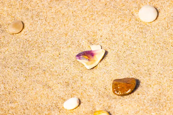 Mor ve turuncu renkli canlı deniz kabuğu desenli kumlu deniz tabanına bağlıdır. Bu sualtı sahnesinde daha küçük, kahverengi bir kabuk var..