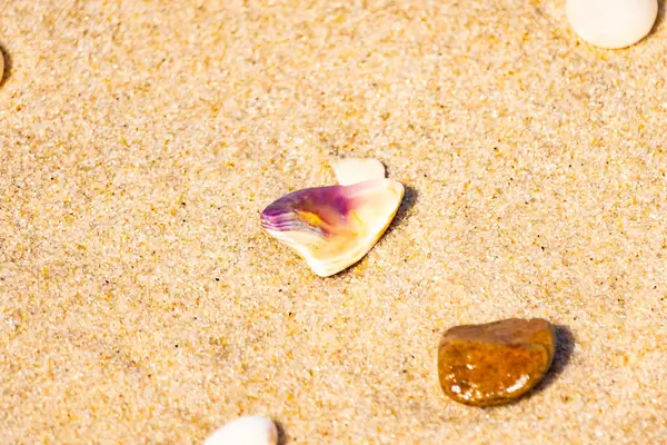Mor ve turuncu renkli canlı deniz kabuğu desenli kumlu deniz tabanına bağlıdır. Bu sualtı sahnesinde daha küçük, kahverengi bir kabuk var..