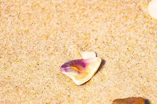 Mor ve turuncu renkli canlı deniz kabuğu desenli kumlu deniz tabanına bağlıdır. Bu sualtı sahnesinde daha küçük, kahverengi bir kabuk var..