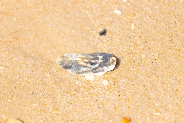Kaba, altın rengi kuma gömülmüş mavi ve beyaz kabuk parçası. Sahil güvenlik, kıyı dokularını ve deniz kenarı bulgularını anımsatıyor..