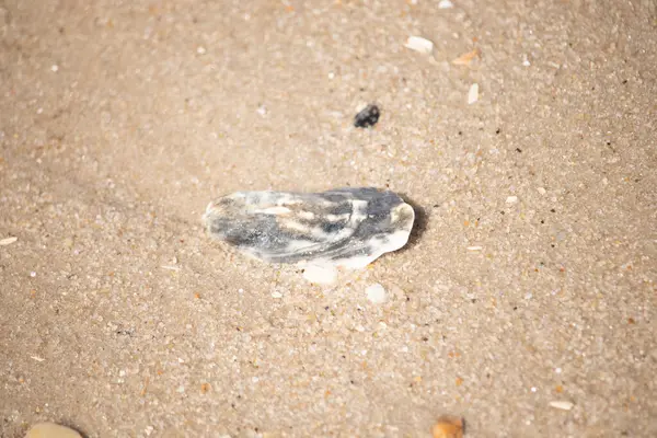 Kaba, altın rengi kuma gömülmüş mavi ve beyaz kabuk parçası. Sahil güvenlik, kıyı dokularını ve deniz kenarı bulgularını anımsatıyor..