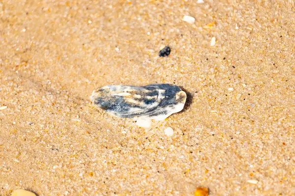 Kaba, altın rengi kuma gömülmüş mavi ve beyaz kabuk parçası. Sahil güvenlik, kıyı dokularını ve deniz kenarı bulgularını anımsatıyor..