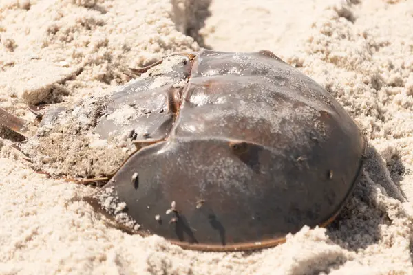 Atlantik at nalı yengeci kısmen açık renkli kuma gömülmüş. Eski deniz eklembacaklıları kumlu bir sahilde.