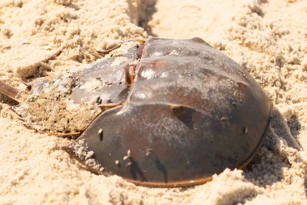 Atlantik at nalı yengeci kısmen açık renkli kuma gömülmüş. Eski deniz eklembacaklıları kumlu bir sahilde.