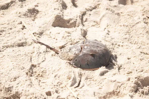 Atlantik at nalı yengeci kısmen açık renkli kuma gömülmüş. Eski deniz eklembacaklıları kumlu bir sahilde.
