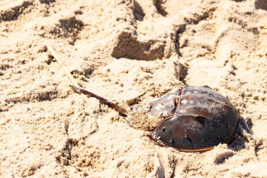 Atlantik at nalı yengeci kısmen açık renkli kuma gömülmüş. Eski deniz eklembacaklıları kumlu bir sahilde.