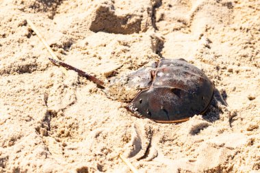 Atlantik at nalı yengeci kısmen açık renkli kuma gömülmüş. Eski deniz eklembacaklıları kumlu bir sahilde.