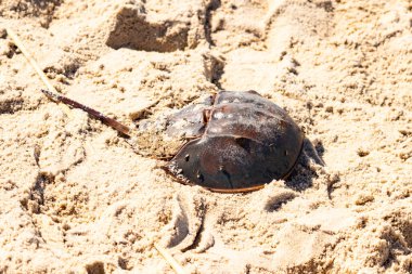 Atlantik at nalı yengeci kısmen açık renkli kuma gömülmüş. Eski deniz eklembacaklıları kumlu bir sahilde.