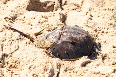 Atlantik at nalı yengeci kısmen açık renkli kuma gömülmüş. Eski deniz eklembacaklıları kumlu bir sahilde.