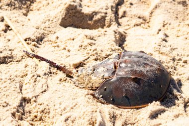 Atlantik at nalı yengeci kısmen açık renkli kuma gömülmüş. Eski deniz eklembacaklıları kumlu bir sahilde.