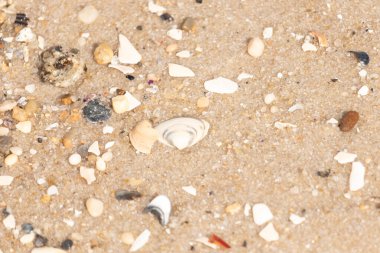 Çeşitli küçük deniz kabukları, çakıl taşları ve renkli parçalarla yakın plan kumlar. Dokusal plaj ayrıntıları.