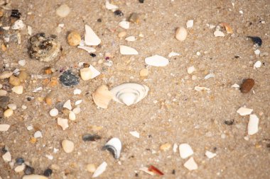 Çeşitli küçük deniz kabukları, çakıl taşları ve renkli parçalarla yakın plan kumlar. Dokusal plaj ayrıntıları.