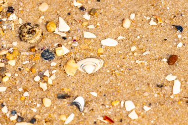 Çeşitli küçük deniz kabukları, çakıl taşları ve renkli parçalarla yakın plan kumlar. Dokusal plaj ayrıntıları.