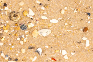 Çeşitli küçük deniz kabukları, çakıl taşları ve renkli parçalarla yakın plan kumlar. Dokusal plaj ayrıntıları.