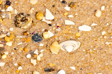 Çeşitli küçük deniz kabukları, çakıl taşları ve renkli parçalarla yakın plan kumlar. Dokusal plaj ayrıntıları.