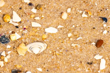 Çeşitli küçük deniz kabukları, çakıl taşları ve renkli parçalarla yakın plan kumlar. Dokusal plaj ayrıntıları.