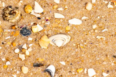 Çeşitli küçük deniz kabukları, çakıl taşları ve renkli parçalarla yakın plan kumlar. Dokusal plaj ayrıntıları.