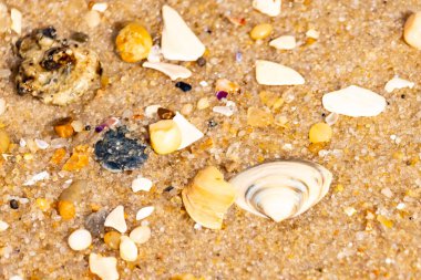 Çeşitli küçük deniz kabukları, çakıl taşları ve renkli parçalarla yakın plan kumlar. Dokusal plaj ayrıntıları.