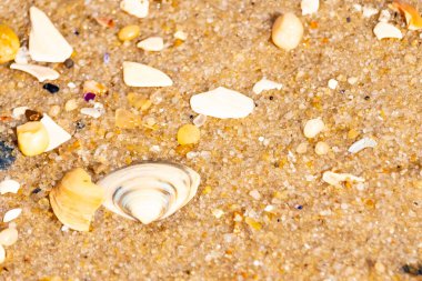 Çeşitli küçük deniz kabukları, çakıl taşları ve renkli parçalarla yakın plan kumlar. Dokusal plaj ayrıntıları.