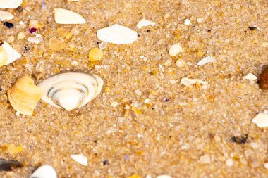 Çeşitli küçük deniz kabukları, çakıl taşları ve renkli parçalarla yakın plan kumlar. Dokusal plaj ayrıntıları.