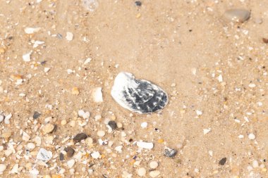Belirgin bir istiridye kabuğu parçasıyla kumlu zemin ve etrafa saçılmış diğer küçük kabuklar ve parçacıklar. Plaj dokusu.