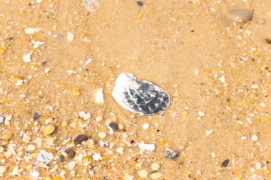 Belirgin bir istiridye kabuğu parçasıyla kumlu zemin ve etrafa saçılmış diğer küçük kabuklar ve parçacıklar. Plaj dokusu.