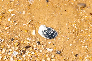 Belirgin bir istiridye kabuğu parçasıyla kumlu zemin ve etrafa saçılmış diğer küçük kabuklar ve parçacıklar. Plaj dokusu.