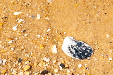 Belirgin bir istiridye kabuğu parçasıyla kumlu zemin ve etrafa saçılmış diğer küçük kabuklar ve parçacıklar. Plaj dokusu.