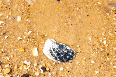Belirgin bir istiridye kabuğu parçasıyla kumlu zemin ve etrafa saçılmış diğer küçük kabuklar ve parçacıklar. Plaj dokusu.